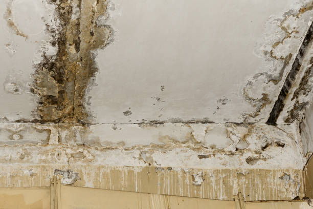 Best Industrial Mold Remediation  in Lansdale, PA