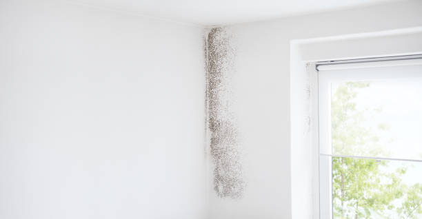 Trusted Lansdale, PA Mold Removal Experts