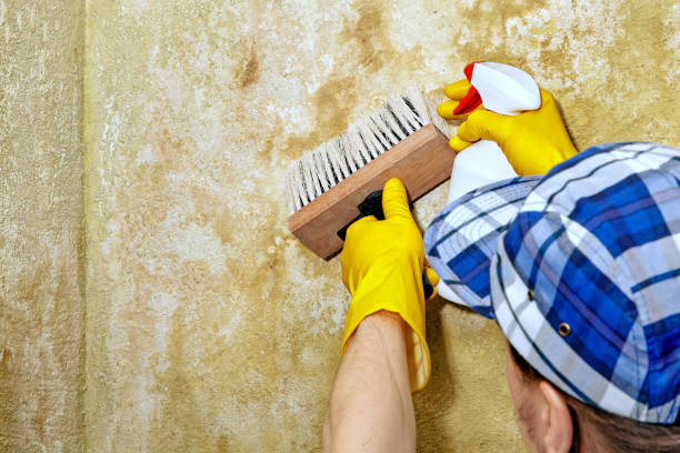Best Airborne Mold Testing  in Lansdale, PA