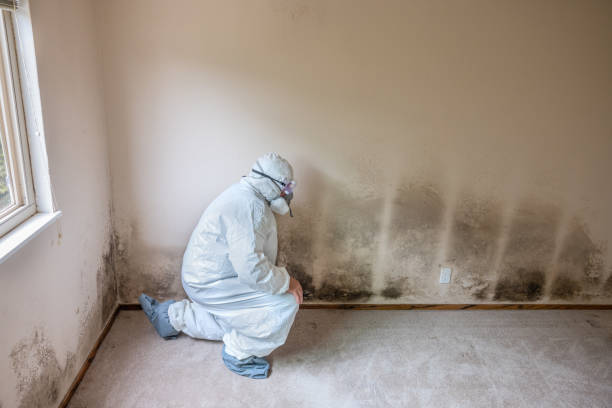 Biohazard Mold Removal in Lansdale, PA